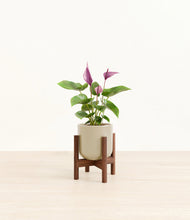 Load image into Gallery viewer, Sage Green stand:walnut