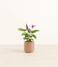 Load image into Gallery viewer, Hammered Peach Pink