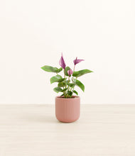 Load image into Gallery viewer, Striped Rose Pink