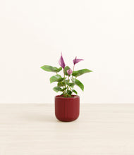 Load image into Gallery viewer, Striped Cherry Red