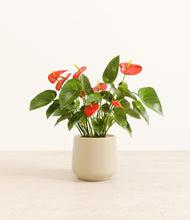 Load image into Gallery viewer, Almond Green*****Profile