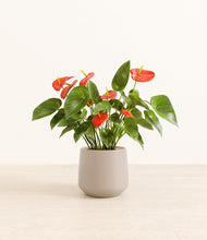 Load image into Gallery viewer, Eternal Gray*****Profile