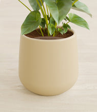 Load image into Gallery viewer, Almond Green stand:all