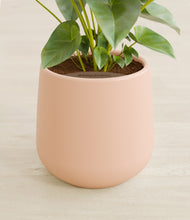 Load image into Gallery viewer, Gentle Pink stand:all