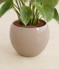 Load image into Gallery viewer, Desert Brown stand:all