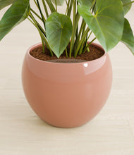 Load image into Gallery viewer, Calm Rose stand:all