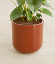 Load image into Gallery viewer, Glossy Red stand:all