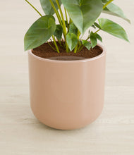 Load image into Gallery viewer, Glossy Pink stand:all