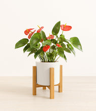 Load image into Gallery viewer, White stand:light