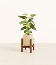 Load image into Gallery viewer, Almond Green stand:walnut