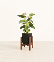 Load image into Gallery viewer, Black stand:walnut