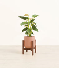 Load image into Gallery viewer, Calm Rose stand:walnut