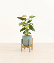Load image into Gallery viewer, Reactive Aqua stand:bamboo
