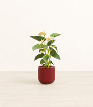 Load image into Gallery viewer, Striped Cherry Red*****Profile
