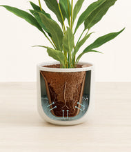 Load image into Gallery viewer, Cotton White stand:all