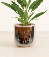 Load image into Gallery viewer, Sandy Pink stand:all