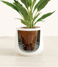 Load image into Gallery viewer, White stand:all