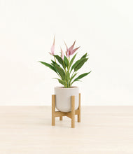 Load image into Gallery viewer, Snowdrift White stand:bamboo