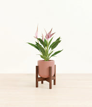 Load image into Gallery viewer, Striped Rose Pink stand:walnut