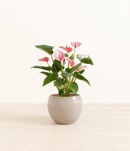 Load image into Gallery viewer, Desert Brown*****Profile