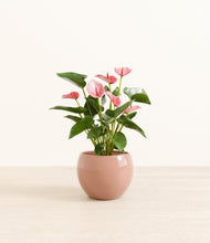 Load image into Gallery viewer, Calm Rose*****Profile