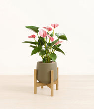 Load image into Gallery viewer, Olive stand:bamboo