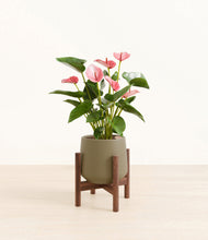 Load image into Gallery viewer, Olive stand:walnut