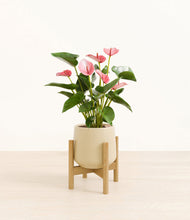 Load image into Gallery viewer, Almond Green stand:bamboo