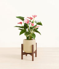 Load image into Gallery viewer, Almond Green stand:walnut