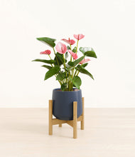 Load image into Gallery viewer, Deep Navy stand:bamboo