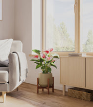 Load image into Gallery viewer, Olive stand:walnut