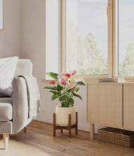 Load image into Gallery viewer, Almond Green stand:walnut