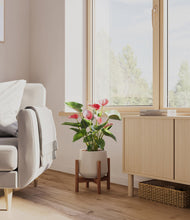 Load image into Gallery viewer, Eternal Gray stand:walnut