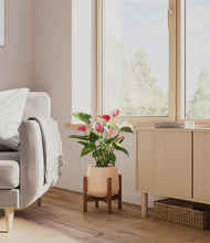 Load image into Gallery viewer, Gentle Pink stand:walnut