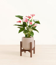 Load image into Gallery viewer, Eternal Gray stand:walnut