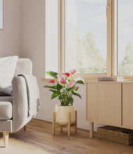 Load image into Gallery viewer, Almond Green stand:bamboo