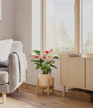Load image into Gallery viewer, Gentle Pink stand:bamboo