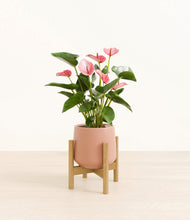 Load image into Gallery viewer, Calm Rose stand:bamboo