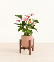 Load image into Gallery viewer, Calm Rose stand:walnut
