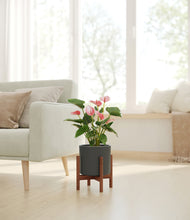 Load image into Gallery viewer, Dark Olive stand:walnut