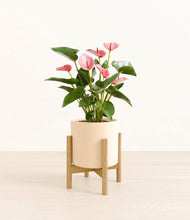 Load image into Gallery viewer, Cream stand:bamboo