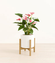 Load image into Gallery viewer, White stand:bamboo