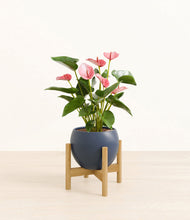 Load image into Gallery viewer, Deep Navy stand:bamboo