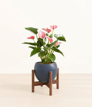 Load image into Gallery viewer, Deep Navy stand:walnut