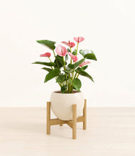 Load image into Gallery viewer, Shiny EggWhite stand:bamboo