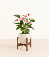 Load image into Gallery viewer, Shiny EggWhite stand:walnut