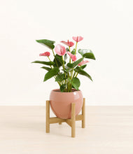 Load image into Gallery viewer, Calm Rose stand:bamboo