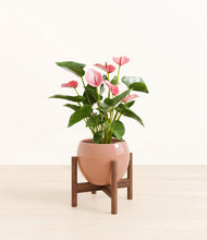 Load image into Gallery viewer, Calm Rose stand:walnut