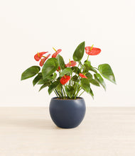 Load image into Gallery viewer, Deep Navy*****Profile