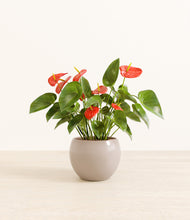 Load image into Gallery viewer, Desert Brown*****Profile